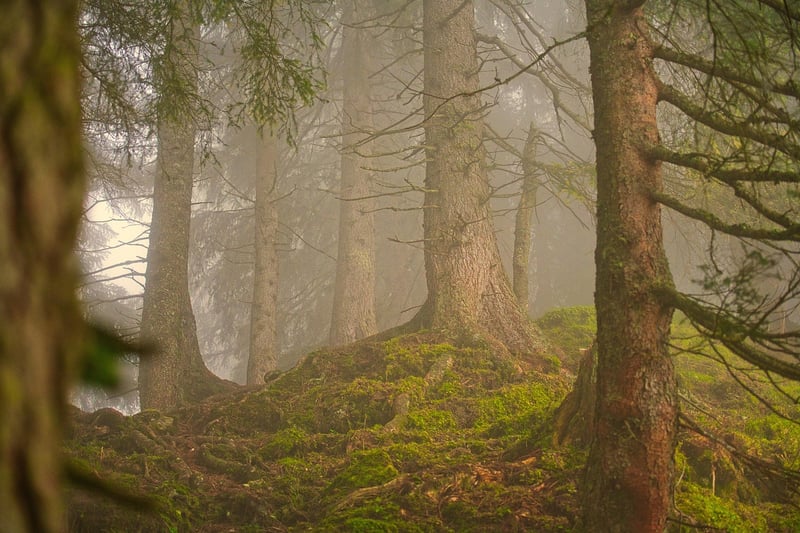 Tranquil Forest Oasis