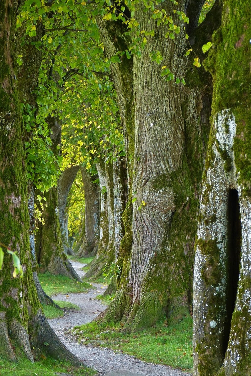 Forest Path
